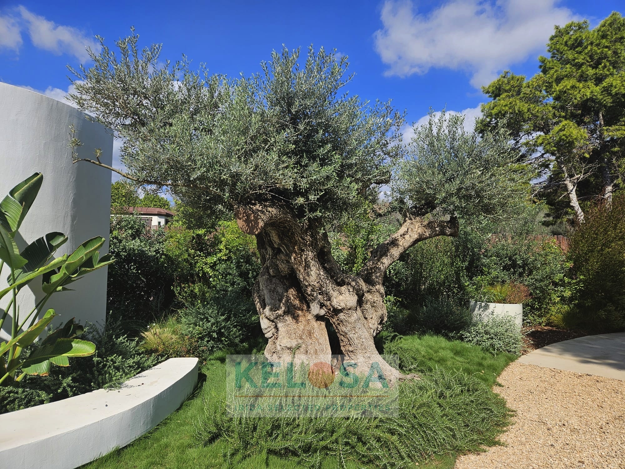 KELOSA   HIPPIMENTS   WM 023