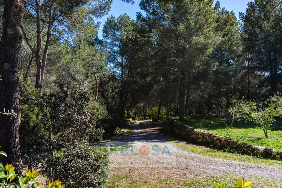 KELOSA CANA MARIA WM RED 040