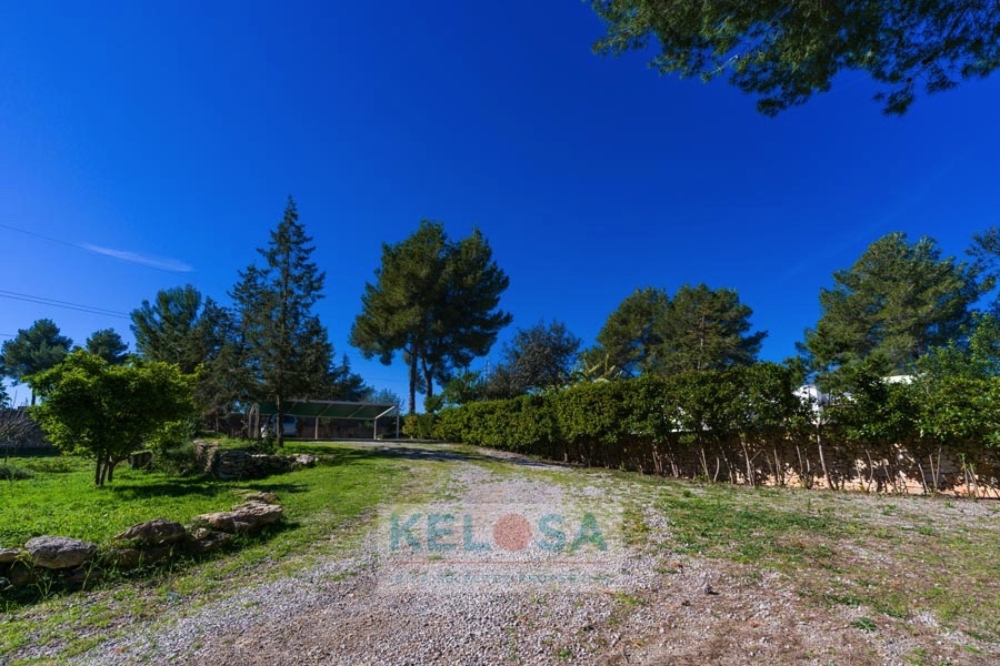 KELOSA CANA MARIA WM RED 046